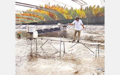 Nuôi tôm ứng dụng công nghệ cao