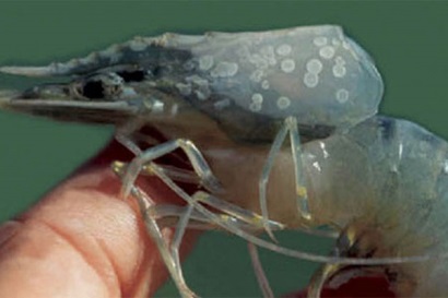 Tăng cường phòng chống nguy cơ bùng phát bệnh đốm trắng và hoại tử gan tụy cấp