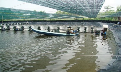 Giá tôm giảm nhưng vẫn phải chủ động vùng nuôi