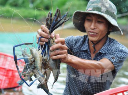 Bộ Nông nghiệp và Phát triển nông thôn khuyến cáo nên đẩy mạnh nuôi tôm sú