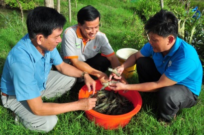 Trúng tôm sau vụ lúa