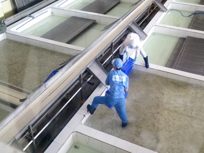 Doanh nghiệp cần nguồn nguyên liệu nghêu ổn định