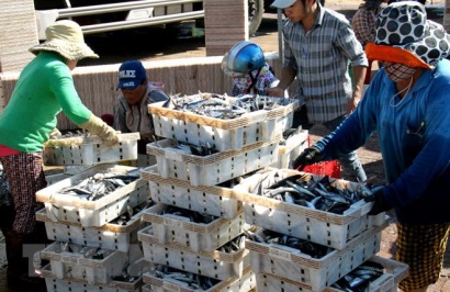 Quảng Nam: Vụ cá Nam được giá nhưng sản lượng sụt giảm