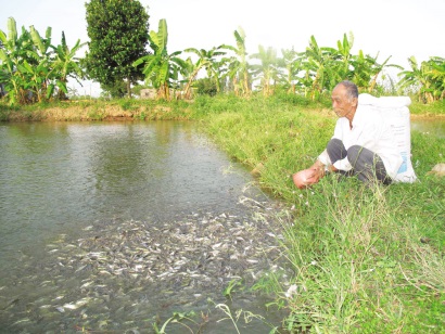 Quy hoạch lại ngành cá tra