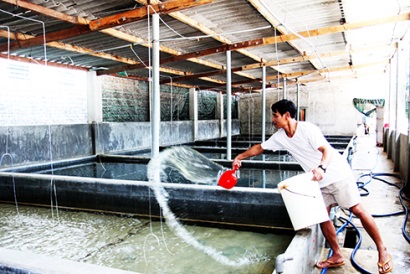 Sản xuất ngao giống 2 cồi: Sẽ đề xuất hướng quản lý