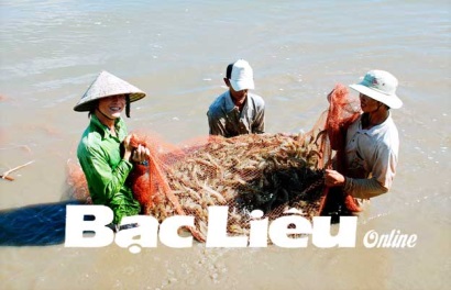 Đầu tư vốn cho con tôm: Cần xây dựng chuỗi giá trị