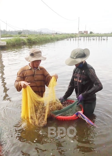 Nuôi tôm an toàn sinh học: Dịch bệnh giảm, năng suất tăng