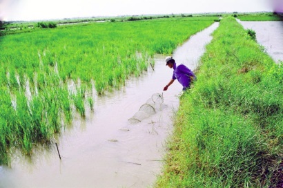 Cần có giải pháp đồng bộ cho mô hình tôm - lúa