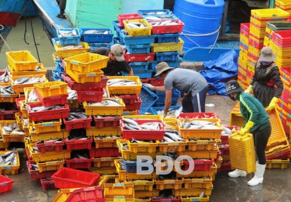 Phù Cát (Bình Định): 6 tháng, khai thác 22.000 tấn hải sản