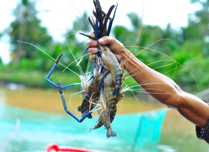 Tìm đầu ra cho tôm càng xanh VietGAP