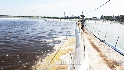 Nam Định: Quan tâm đầu tư phát triển hạ tầng vùng nuôi tôm tập trung