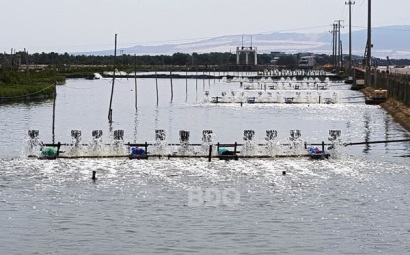 Bình Định: Tăng cường phòng, chống dịch bệnh tôm nuôi