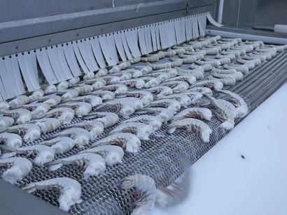 Cà Mau: Huy động mọi nguồn lực để phát triển bền vững ngành tôm