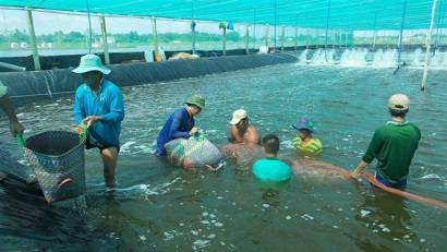 Cà Mau: Phấn đấu xuất khẩu tôm đạt 2,5 tỷ USD