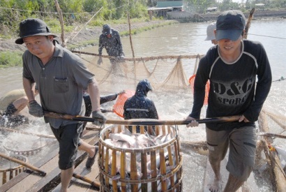 Cơ hội đẩy mạnh xuất khẩu cá tra sang Trung Quốc