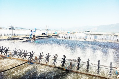 Làm giàu từ tôm thẻ chân trắng