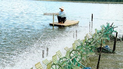 Biến đất lúa thành ao tôm công nghệ cao