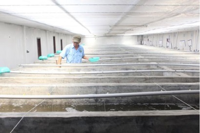 Vĩnh Tân (Tuy Phong, Bình Thuận): Nuôi tôm gặp khó do thời tiết