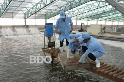 Bình Định: Nuôi tôm công nghệ cao ở Mỹ Thành: Năng suất tăng gấp 10 lần