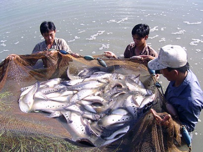 Hậu Giang: Sản lượng thủy sản đạt 26.303 tấn
