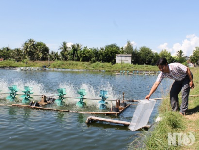 Ninh Thuận: Nuôi tôm nước lợ kỳ vọng vào những tháng cuối năm