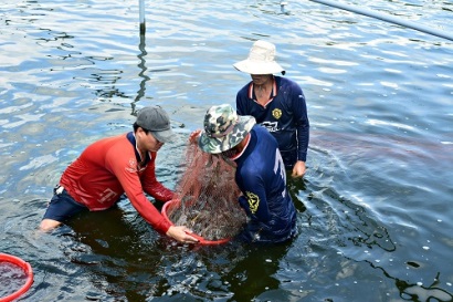 Để ngành hàng tôm phát triển bền vững