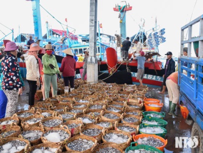 Ninh Thuận: Ngư dân Thuận Nam trúng cá cơm đầu vụ Nam