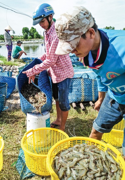 Hồi hộp chờ giá tôm
