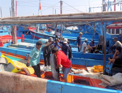 Liên kết chuỗi, chất lượng cá ngừ đạt tiêu chuẩn lên đến 98%