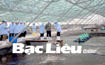 Bạc Liêu: Những mô hình nuôi tôm mang lại hiệu quả cao