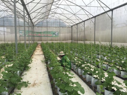 An Giang: Phát triển nông nghiệp công nghệ cao… thuận lợi và thách thức