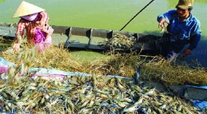 Cần Thơ tập huấn nuôi tôm càng xanh trong ruộng lúa
