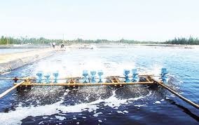 Áp dụng công nghệ tiên tiến trong nuôi tôm thẻ chân trắng trên cát