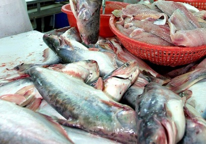 Ngành cá tra ĐBSCL sẽ áp dụng công nghệ cao