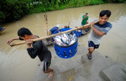 Phát triển bền vững cho ngành hàng cá tra