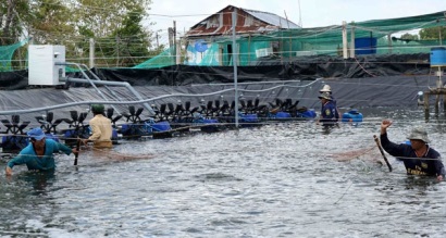 Cần khắc phục “lỗ hổng” trong nuôi tôm siêu thâm canh ở Cà Mau