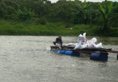 Cá tra- cuộc đua giành thị phần