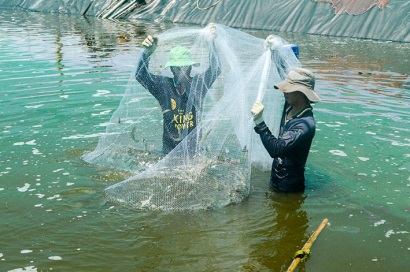 ‘Kiểm soát, quản lý thật chặt điều kiện nuôi tôm siêu thâm canh’