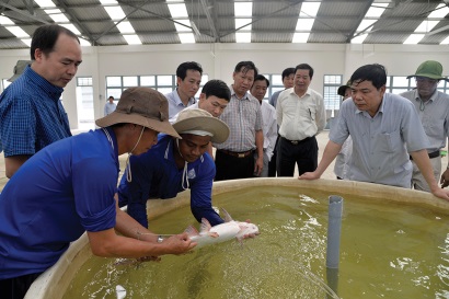 Kỳ vọng từ Đề án giống cá tra 3 cấp