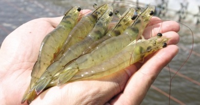 Bộ NN&PTNT: Giá tôm sẽ tiếp tục tăng, xuất khẩu cá tra vẫn tích cực