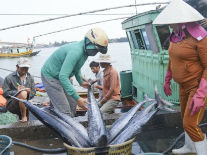 Hải Phòng: Siết lại hoạt động khai thác hải sản sau "thẻ vàng" nhập khẩu vào EU
