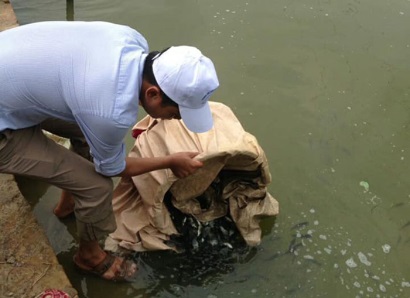 Nuôi trồng thủy sản theo chuỗi: Xu thế tất yếu