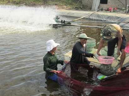 Phát triển nuôi tôm theo hướng bền vững