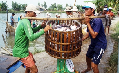 Khó khăn “kép” đối với cá tra