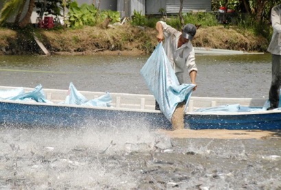 Kỳ vọng phát triển bền vững ngành cá tra