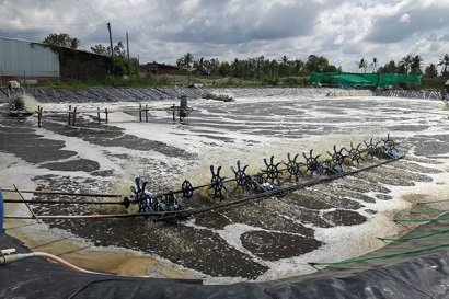 Phê duyệt Đề án Tổng thể phát triển ngành công nghiệp tôm nước lợ Việt Nam đến năm 2030