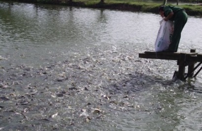 Tây Ninh: Tiếp tục nâng cao năng suất và sản lượng cá tra
