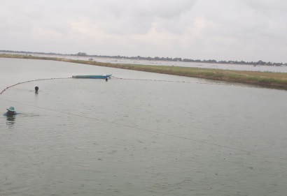 Giá cá tra giống tăng mạnh, người nuôi thu lợi nhuận cao