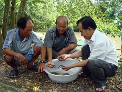 Hậu Giang: Giá cá giống tăng nhẹ