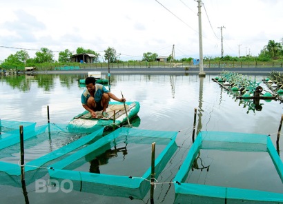 Bình Định: Tăng cường phòng, chống dịch bệnh tôm nuôi
